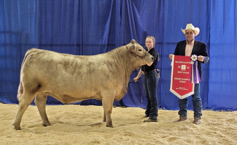 Red Deer And District 4-H Beef Show And Sale Results