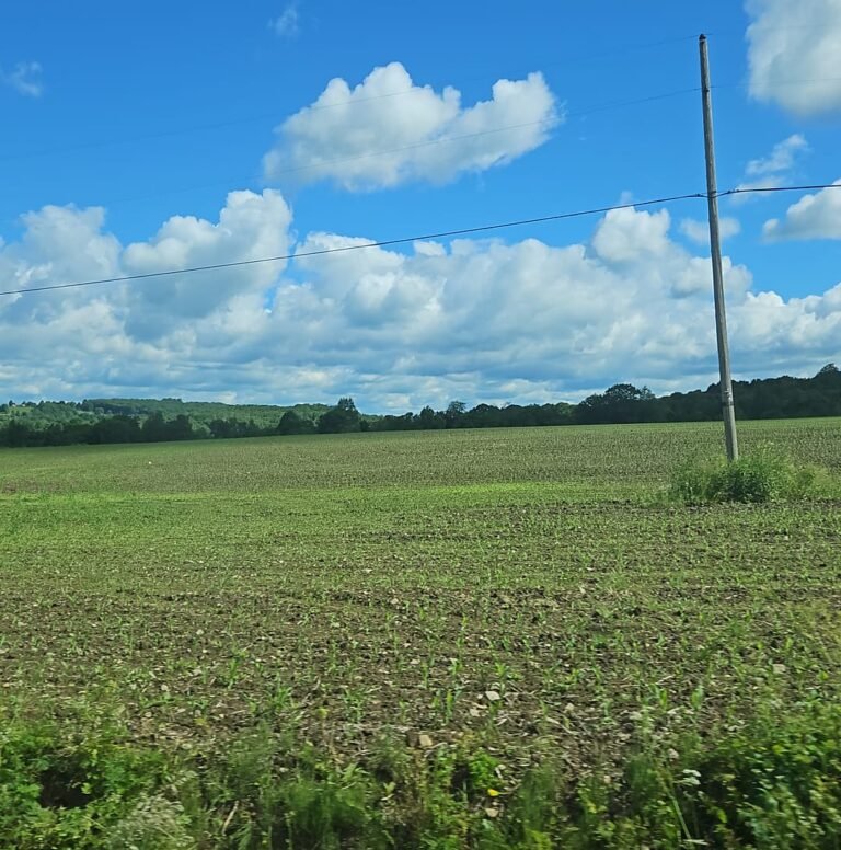 Alberta’s Crops Looking Average Compared To Previous Years