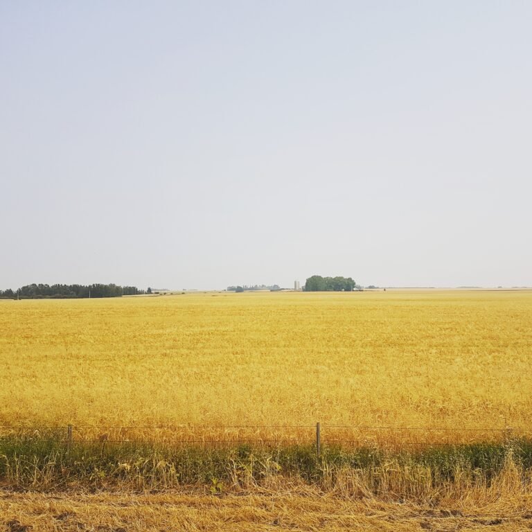 Alberta’s Crops Drop 23 Percent Since Last Provincial Report