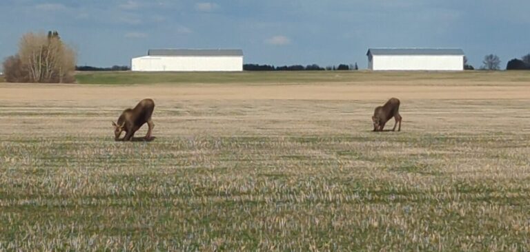 Final Provincial Crop Report Released, Central Alberta Yields Slightly Lower Than 5 Year Average