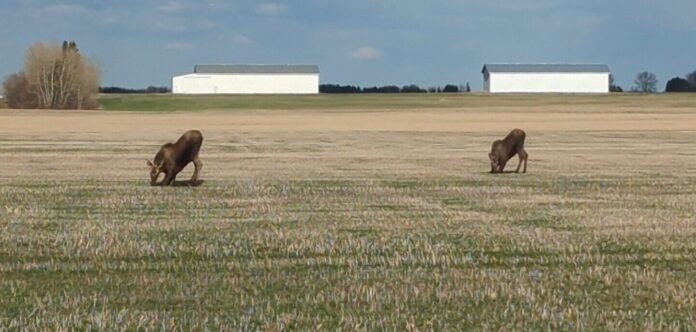 Moose enjoying Alberta hay