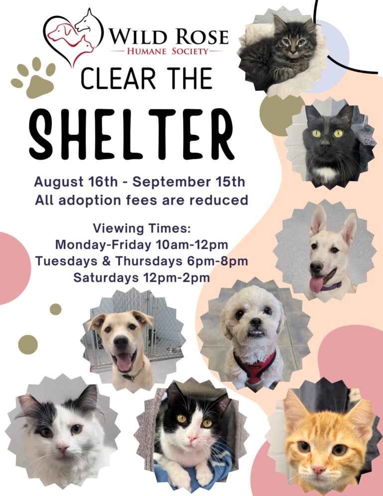 Wild Rose Humane Society running a ‘clear the shelter’ event until September 15th