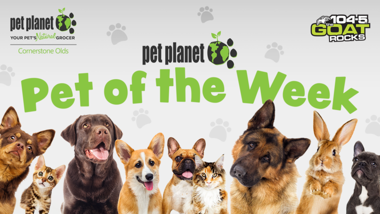 Pet Planet Pet of the Week