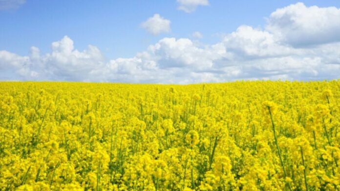 File image of a canola field. (Photo: Pixabay on Pexels)